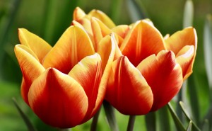 Tulips 1